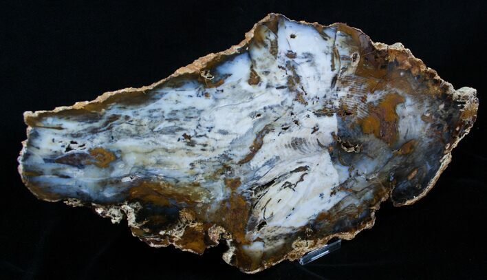 Amazing Hubbard Basin Petrified Wood - x #3939